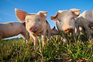 Oils and fats for pigs