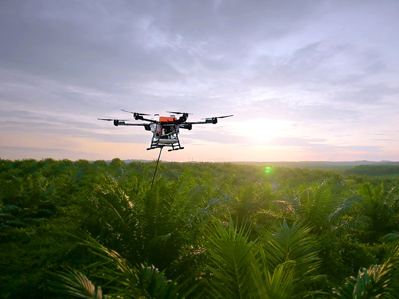 Shaping the Future of Palm Oil